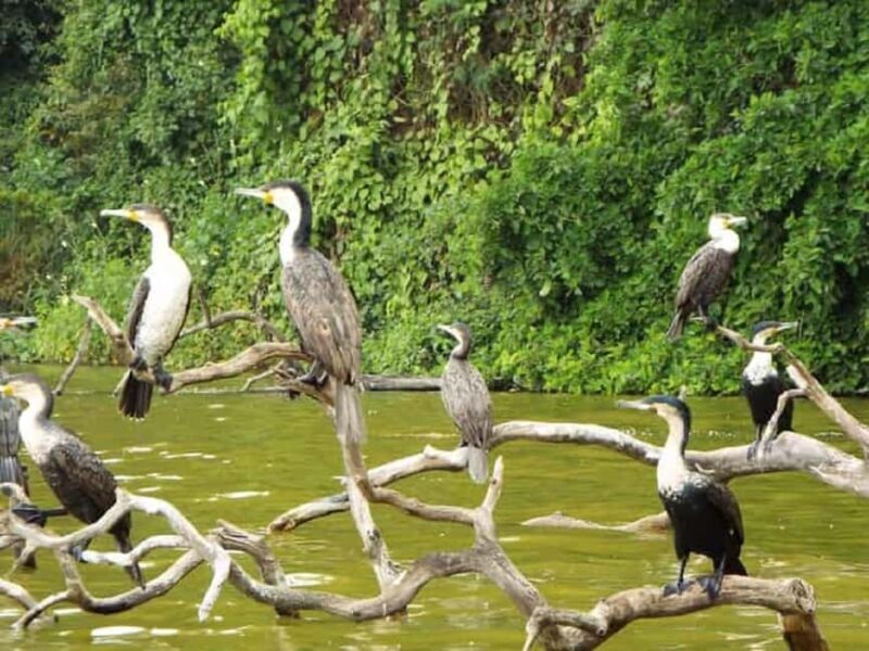 Kilimanjaro: Village Walk, Coffee Tour, Waterfall, & Lunch - An In-depth Look at the Kilimanjaro Village Walk & More
