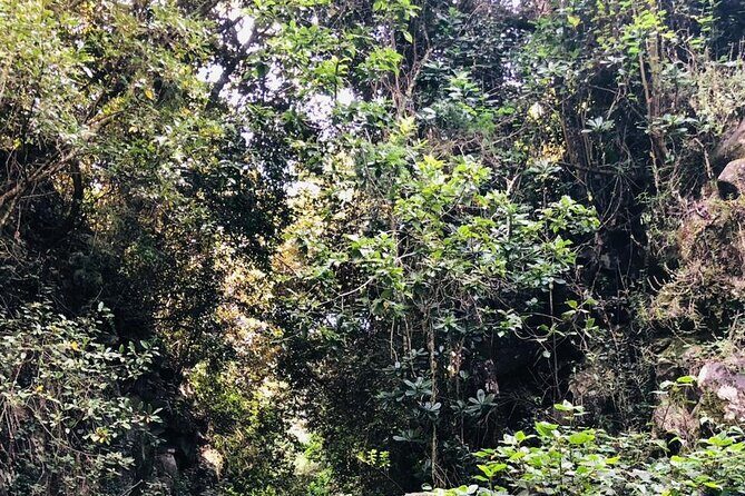 Kilimanjaro Wanderlust Day Hike - Practical Details and Tips