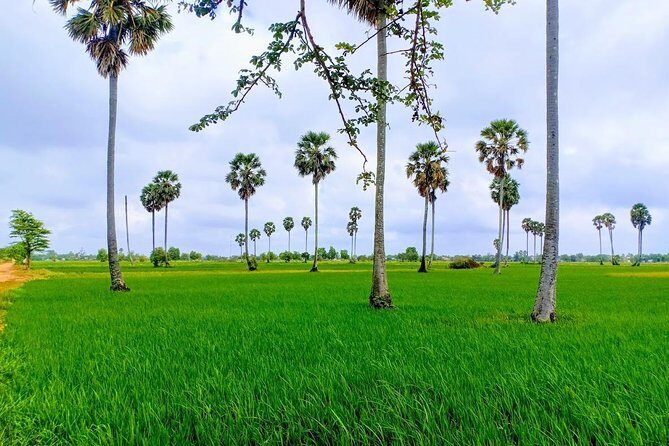 Killing Field & Paddy Rice Fields Tuk Tuk Adventure - The Value of This Tour