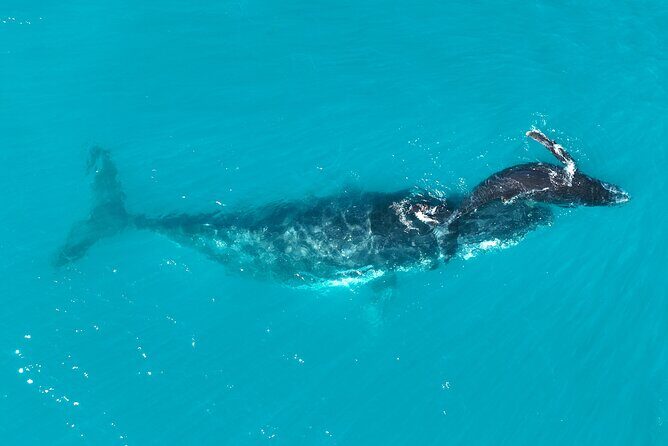 Kimberley Day Cruise Full Day Tour Departing Broome - The Sum Up: Who Will Love This Experience?