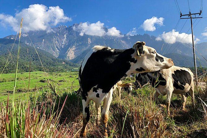 Kinabalu Park With Rumah Terbalik & Desa Cow Farm - Final Thoughts