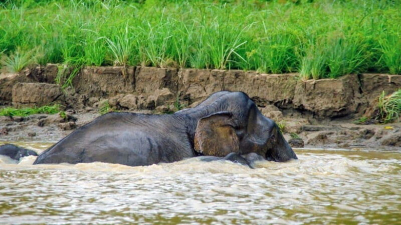 Kinabatangan River Trip from Sandakan with Lunch Included - The Experience in Detail