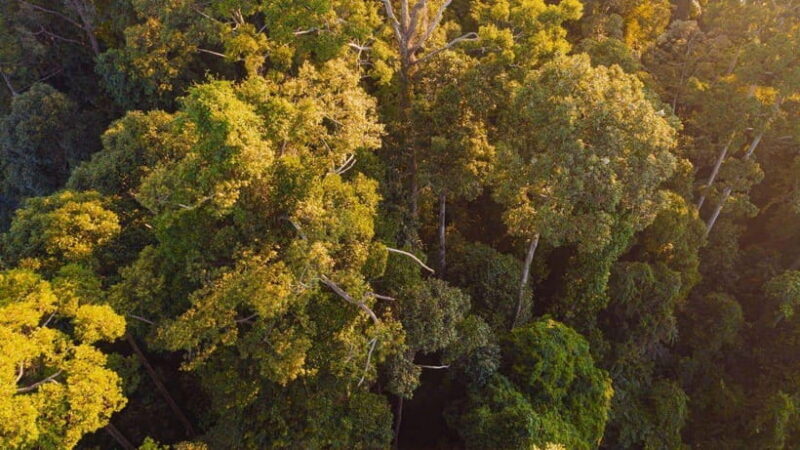 Kinabatangan River Trip from Sandakan with Lunch Included - FAQ