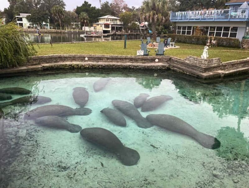 Kings Bay, Crystal River: Gentle Sunrise Manatee Kayak Tour - The Final Word