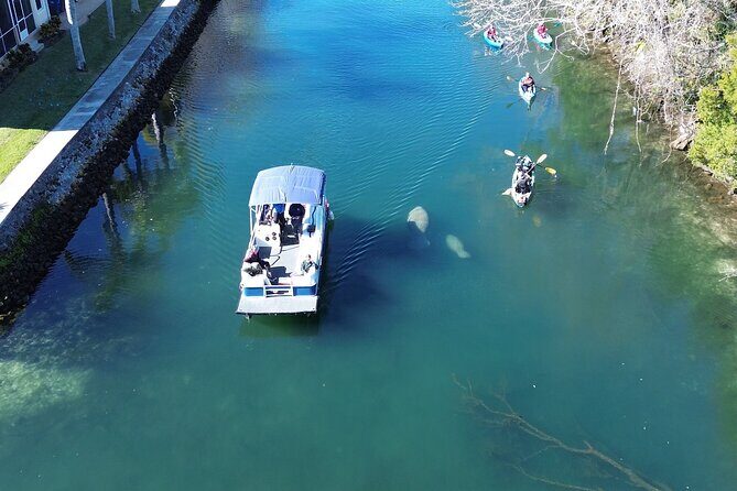 Kings Bay Eco Tours - Exploring Kings Bay Eco Tours: An Authentic Wildlife Adventure in Crystal River