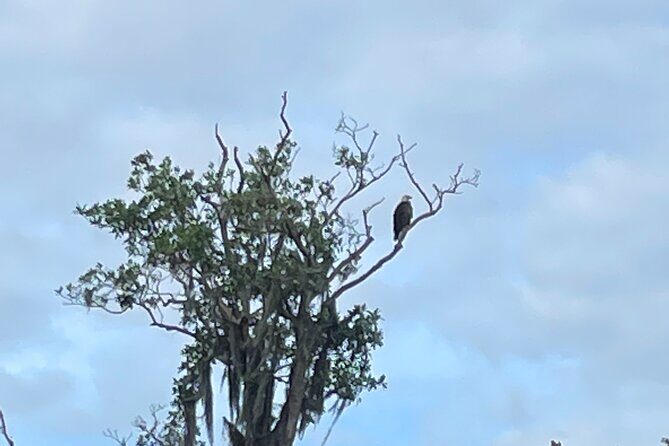Kings Bay Manatee Watching Cruise - Weather and Cancellation Policy