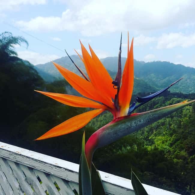 Kingston Blue Mountains Tour with Coffee Tasting - The Sum Up
