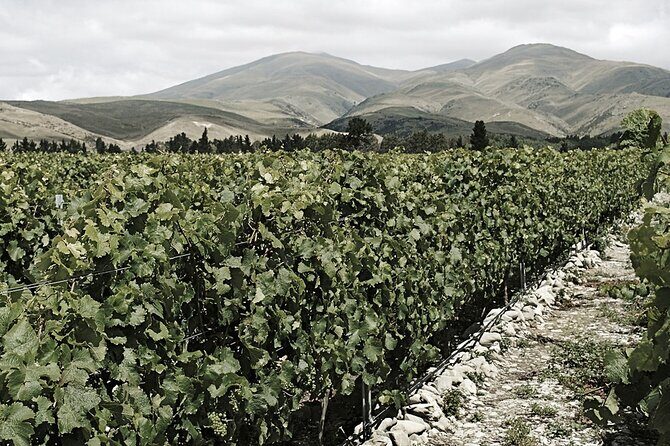 Kinross Winery: Valli Wine Tasting Experience - Authenticity and What Sets It Apart