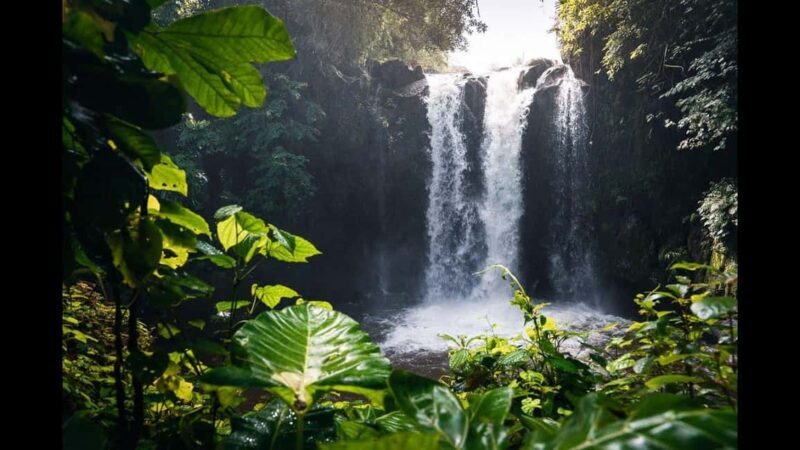 Kinuka Mori: Cultural and Nature day Trip with Lunch - An In-Depth Look at the Experience