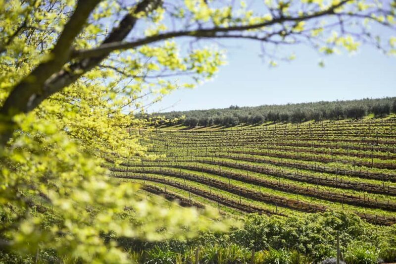 Kirstenbosch Botanical Garden & Constantia Wine Valley Tour - Final Thoughts