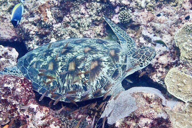 Kisite Mpunguti Day Trip. A day of Oceanic Wonders - Frequently Asked Questions