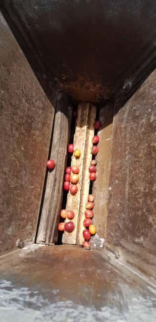 Kisoro: Coffee Village Tour with Hands-On Coffee Making - Concluding Thoughts