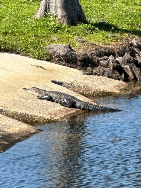 Kissimmee: 4-Hour All Electric Mountain Bike Lakefront Tour - What Travelers Are Saying