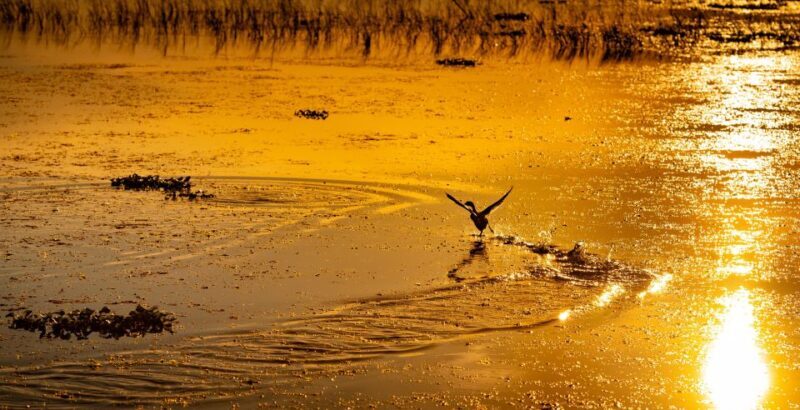 Kissimmee: Boggy Creek Sunset Airboat Tour - Authentic Experiences & Real Guest Feedback