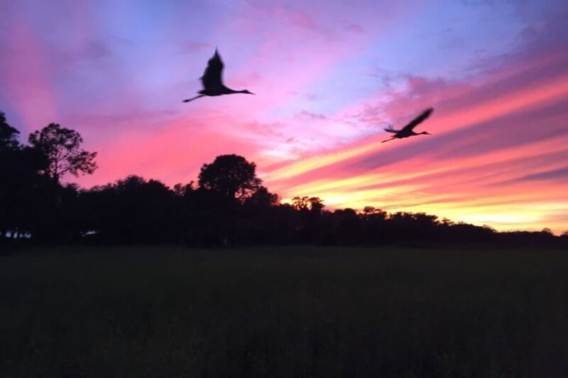 Kissimmee: Boggy Creek Sunset Airboat Tour - Final Thoughts