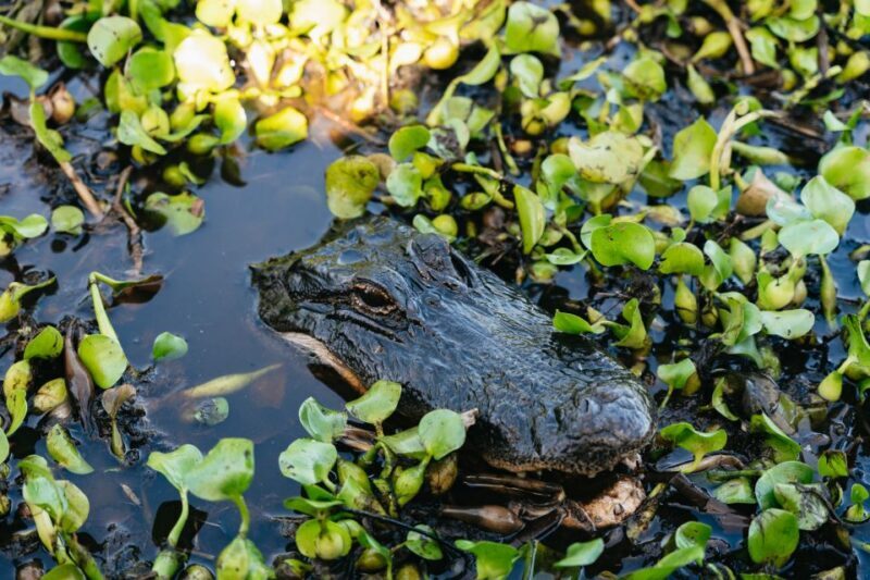 Kissimmee: Everglades Airboat Adventure Tour - The Value Proposition