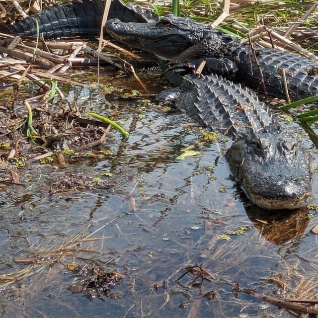 Kissimmee: Everglades Alligator and Wildlife Airboat Tour - What to Expect on Your Everglades Airboat Tour
