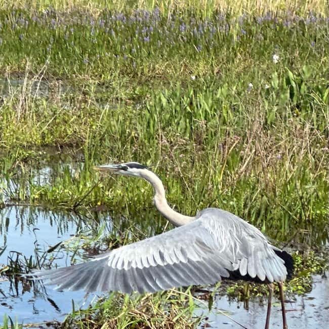 Kissimmee: Everglades Alligator and Wildlife Airboat Tour - Is It Worth the Price?