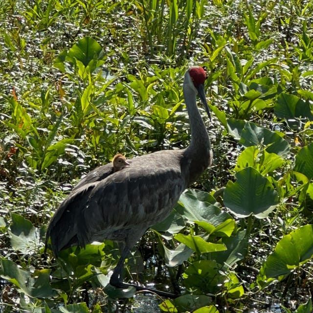 Kissimmee: Everglades Alligator and Wildlife Airboat Tour - The Sum Up