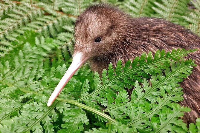 Kiwi Night Encounter at Nga Manu Nature Reserve - Introduction to the Kiwi Night Encounter Experience