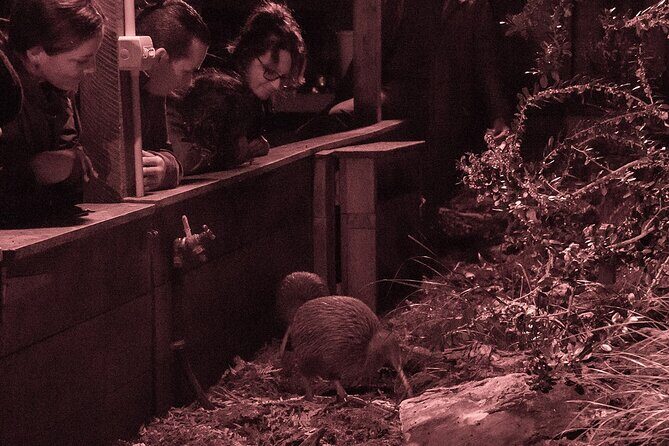 Kiwi Night Encounter at Nga Manu Nature Reserve - The Value of a Night with the Kiwi
