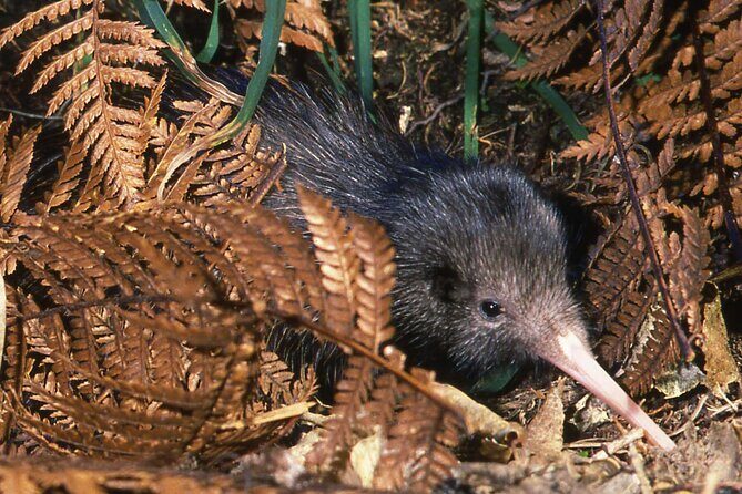 Kiwi Night Encounter at Nga Manu Nature Reserve - Practical Tips for Visitors