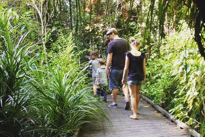 Kiwi Night Encounter at Nga Manu Nature Reserve - The Sum Up: Who Should Consider This Tour?