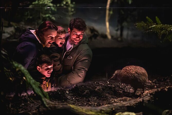 Kiwi Park Queenstown Admission - A Deep Dive into Kiwi Park Queenstown