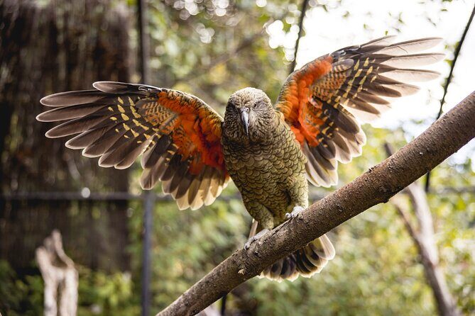 Kiwi Park Queenstown Admission - Frequently Asked Questions (FAQs)
