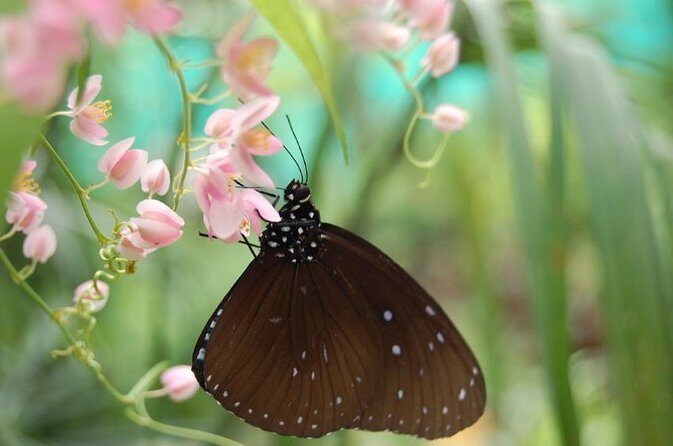 KL Butterfly Park Admission with Kuala Lumpur Famous Landmarks - An In-Depth Look at the Tour