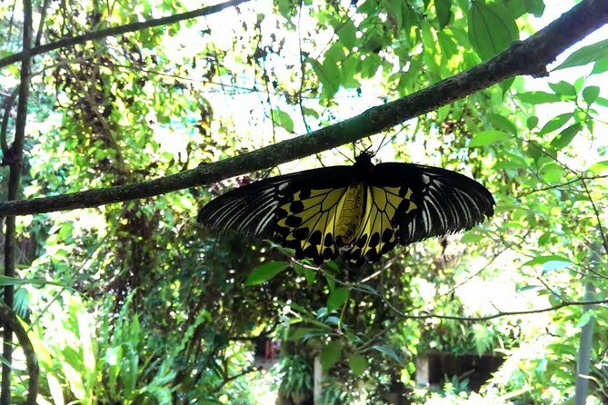 KL Butterfly Park Admission with Kuala Lumpur Famous Landmarks - FAQ