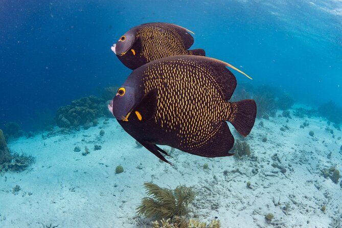 Klein Bonaire Marine Park Snorkeling Excursion - Booking and Logistics
