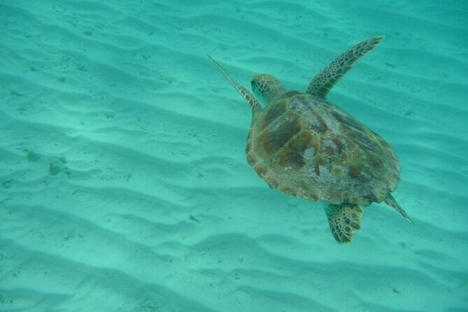 Klein Curacao Daytrip - All Inclusive Full Day Boat Tour - The Sum Up: Who Is This Tour Best For?
