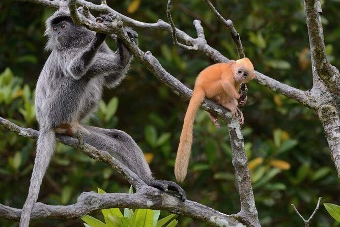 Klias River Fireflies & Wildlife Safari Cruise from Kota Kinabalu - An In-Depth Look at the Experience