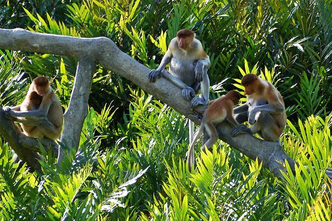 Klias River Fireflies & Wildlife Safari Cruise from Kota Kinabalu - Authentic Reviews: What Others Have Said