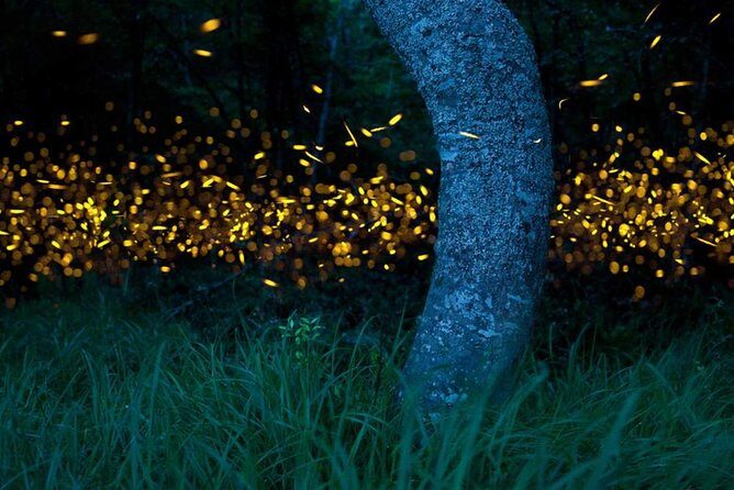 Klias River Fireflies & Wildlife Safari Cruise from Kota Kinabalu - Who Should Consider This Tour?