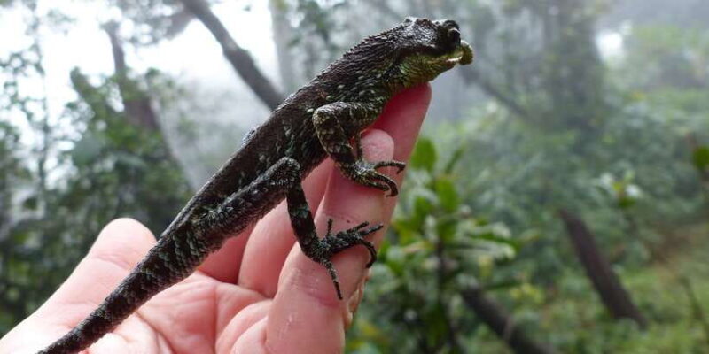 Knuckles Leopard trail Trek from Kandy - FAQs