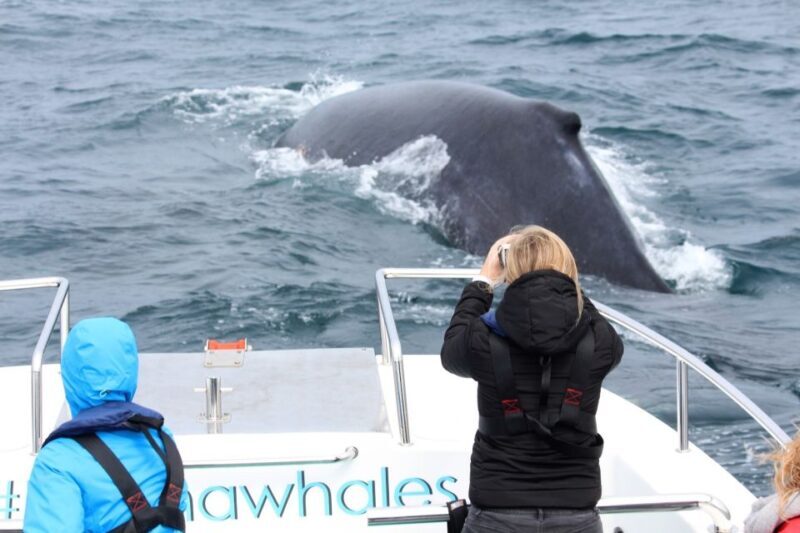 Knysna: Close Encounter Whale Watching Tour by Boat - An Authentic Marine Adventure in Knysna