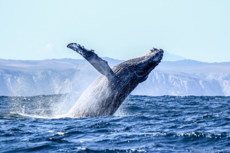 Knysna: Close Encounter Whale Watching Tour by Boat - Final Thoughts