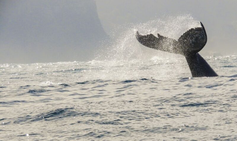 Knysna: Close Encounter Whale Watching Tour by Boat - FAQs