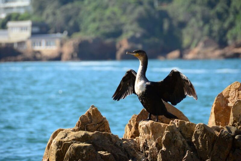 Knysna Heads and Estuary Adventure - An In-Depth Look at the Knysna Heads and Estuary Adventure