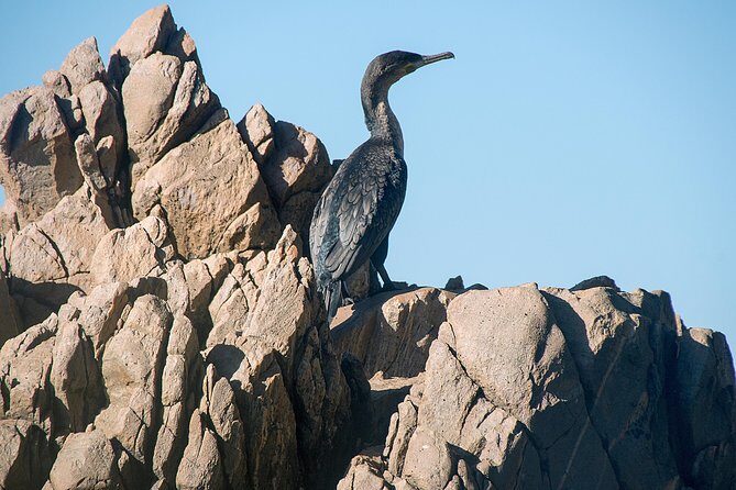 Knysna Heads & Lagoon Adventure Tour - What to Expect on the Tour