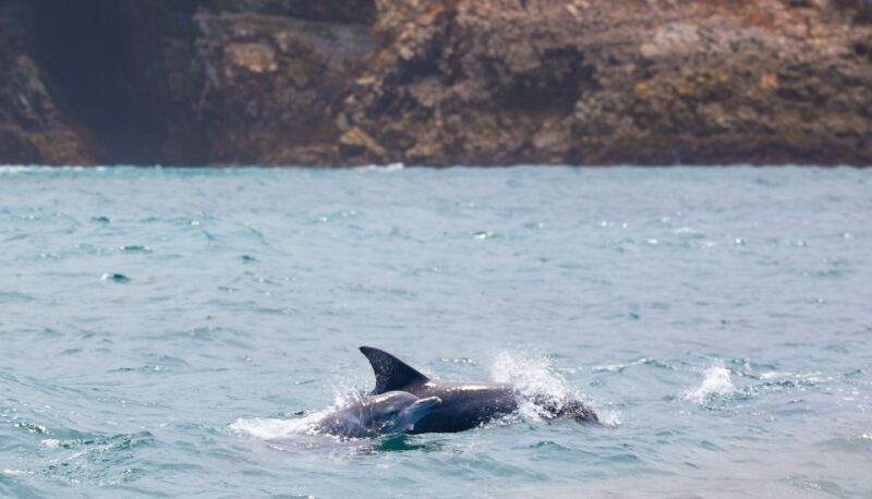 Knysna: Luxury Sunset Cruise with Captain's Barbeque - Key Points