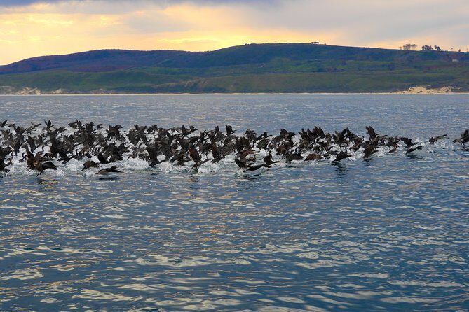 Knysna Marine Life & Garden Route Coastline Experience - A Closer Look at the Itinerary