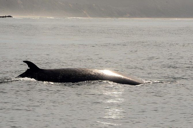Knysna Marine Life & Garden Route Coastline Experience - Who Should Consider This Tour?