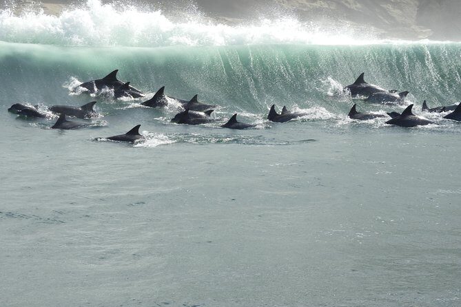 Knysna Marine Life & Garden Route Coastline Experience - The Sum Up