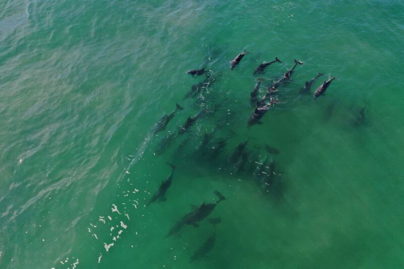 Knysna: Marine Life & Garden Route Coastline Tour - A Detailed Look at the Knysna Marine & Coastline Tour