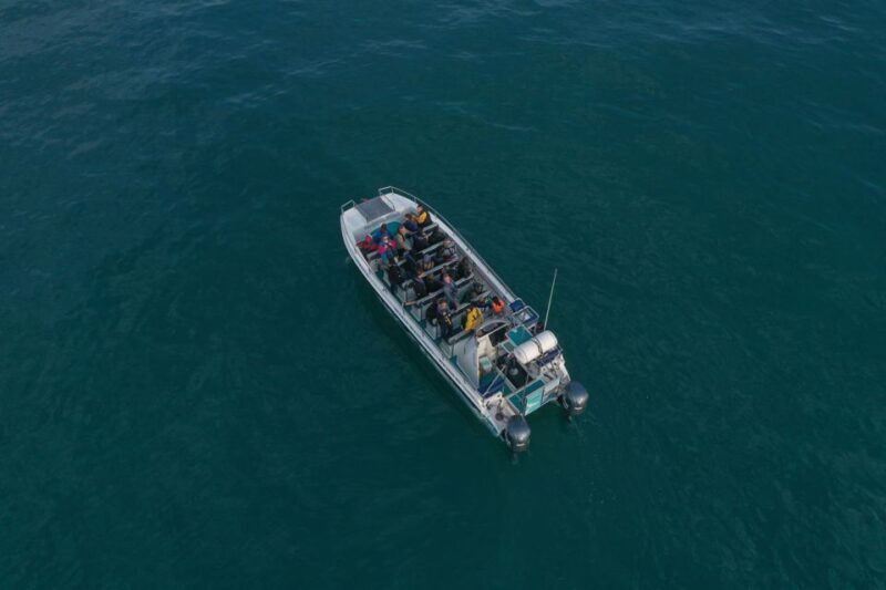 Knysna: Marine Life & Garden Route Coastline Tour - Final Thoughts: Is It Worth It?
