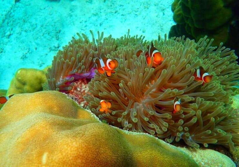 Ko Lanta: Full-Day Snorkel Trip to Phi Phi & Bamboo Islands - Key Points