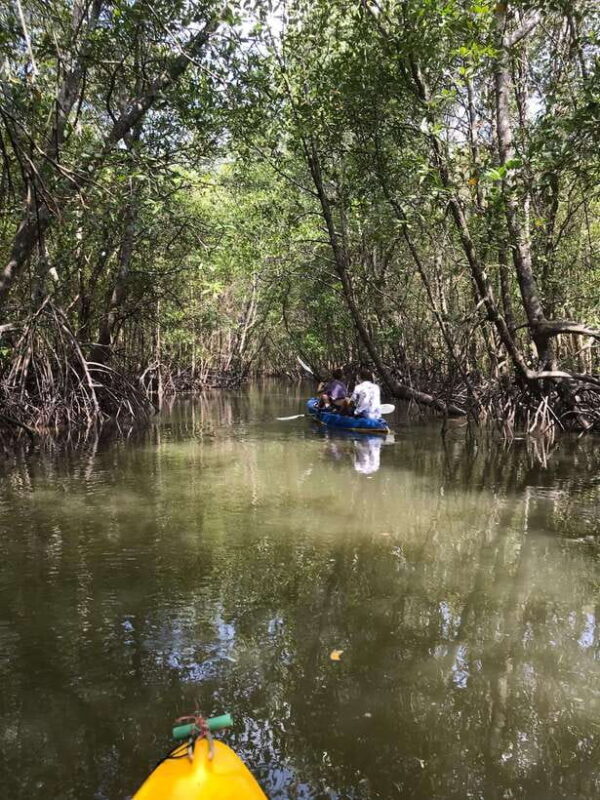 Ko Lanta: HALF DAY EXPLORE MANGROVE KAYAKING TOUR AND LUNCH - Final Thoughts: Is It Worth It?